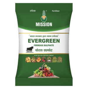 એવરગ્રીન (૫ કિલો)