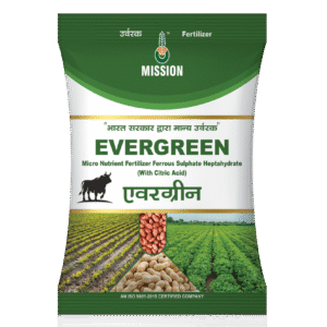 એવરગ્રીન