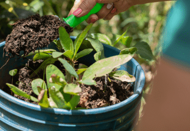 Organic Fertilizer