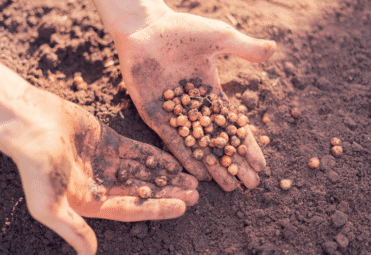 seeds planting